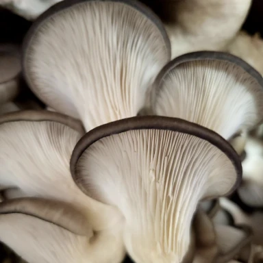 Fresh Island Mushrooms